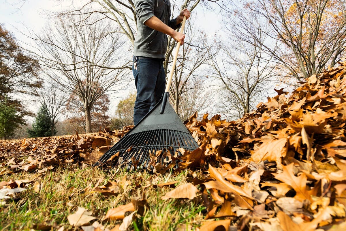 Someone wearing jeans and a long sleeved shirt raking leaves.