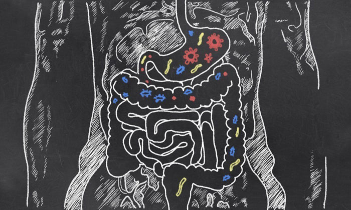 Is Gut Bacteria the Solution for Optimum Health?