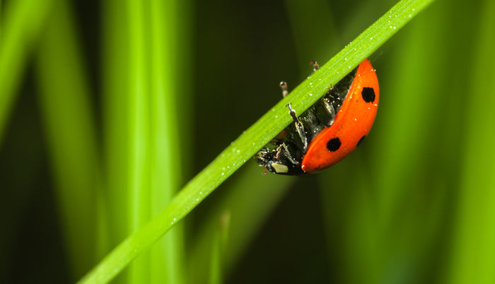 Beneficial Bugs in Your Garden