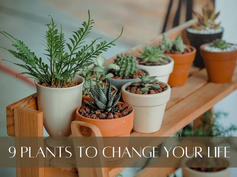 9 Plants to Switch Up Your Life