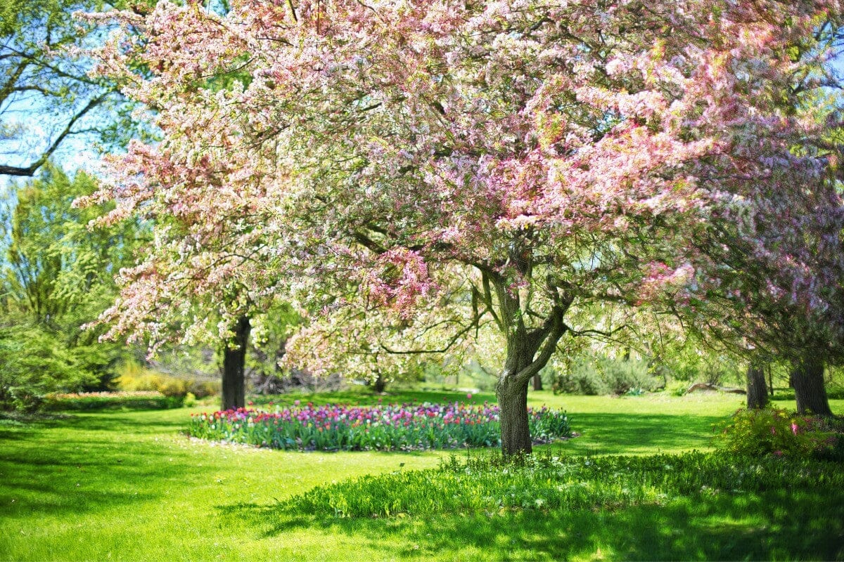 pink flowers and pink trees blooming in spring