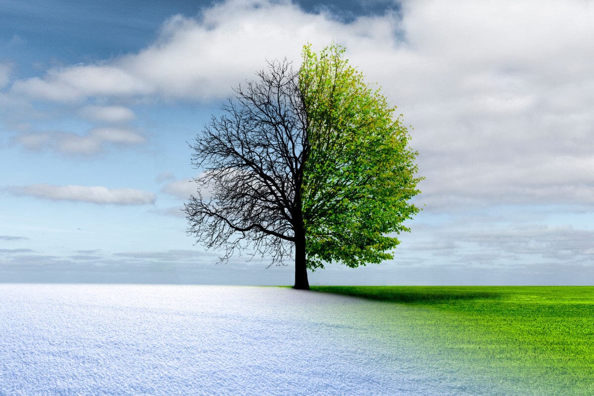 tree and landscape representing winter to spring change.