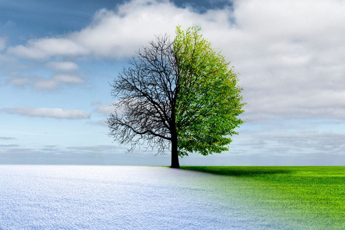 tree and landscape representing winter to spring change.